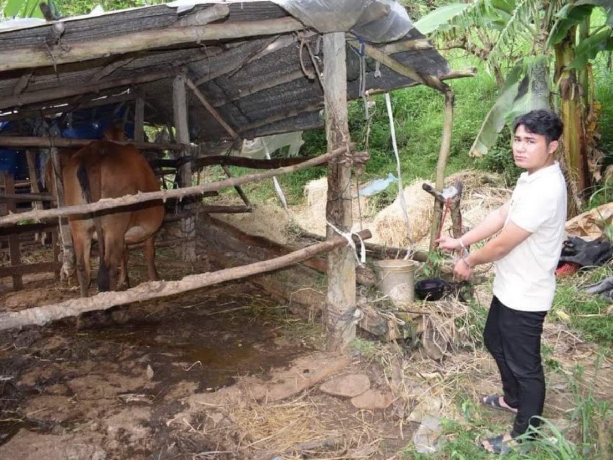 Thanh niên thuê ô tải đi trộm bò bị khởi tố